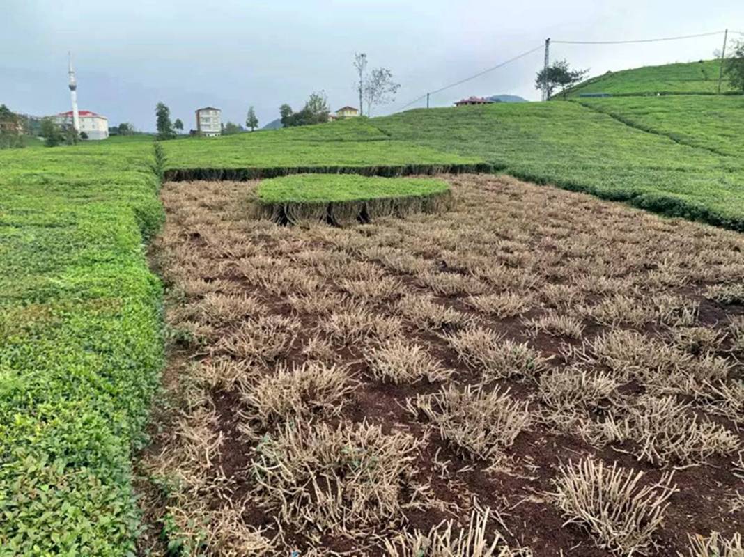 Bahçeyi öyle bir budadı ki eşi gözyaşlarını tutamadı! Sosyal medyada espri bombardımanı yapıldı 10